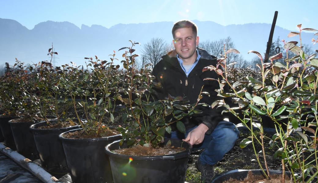Simon Lässer setzt jetzt lieber auf Heidelbeeren. Der Strauch ist kein Wirt des Feuerbrands.