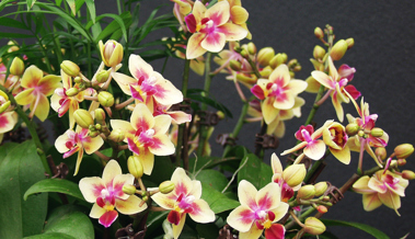 Richtig gepflegt, blüht die Orchidee mehrmals im Jahr
