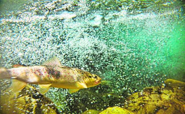 Die erwartete Gewässererwärmung bringt Wasserlebewesen in Bedrängnis