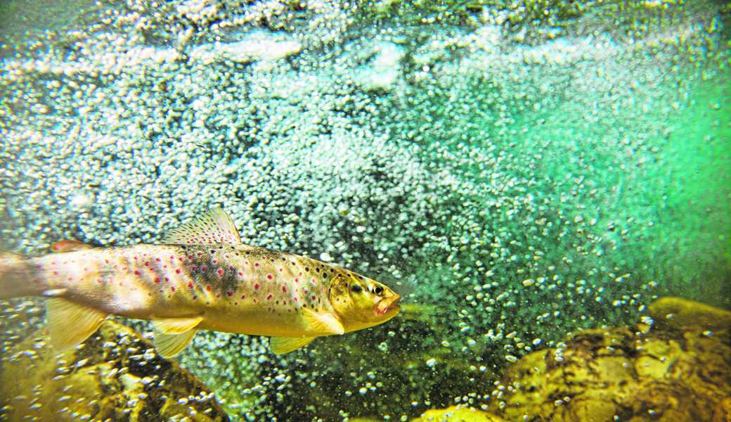 Bei Wassertemperaturen von über 25 Grad Celsius droht den Bachforellen der Tod.