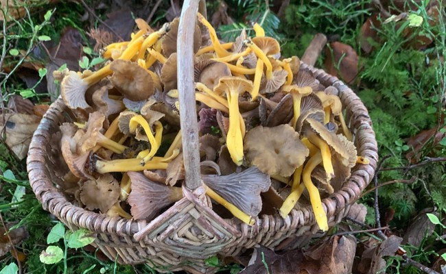 Pilzkontrollstelle im oberen Rheintal öffnet im August wieder