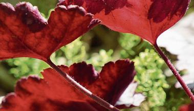 Heuchera-mania im Herbst