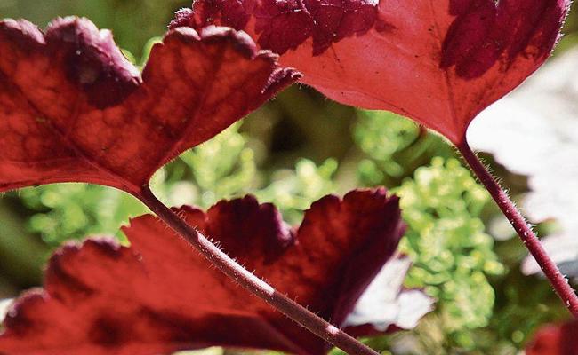 Heuchera-mania im Herbst