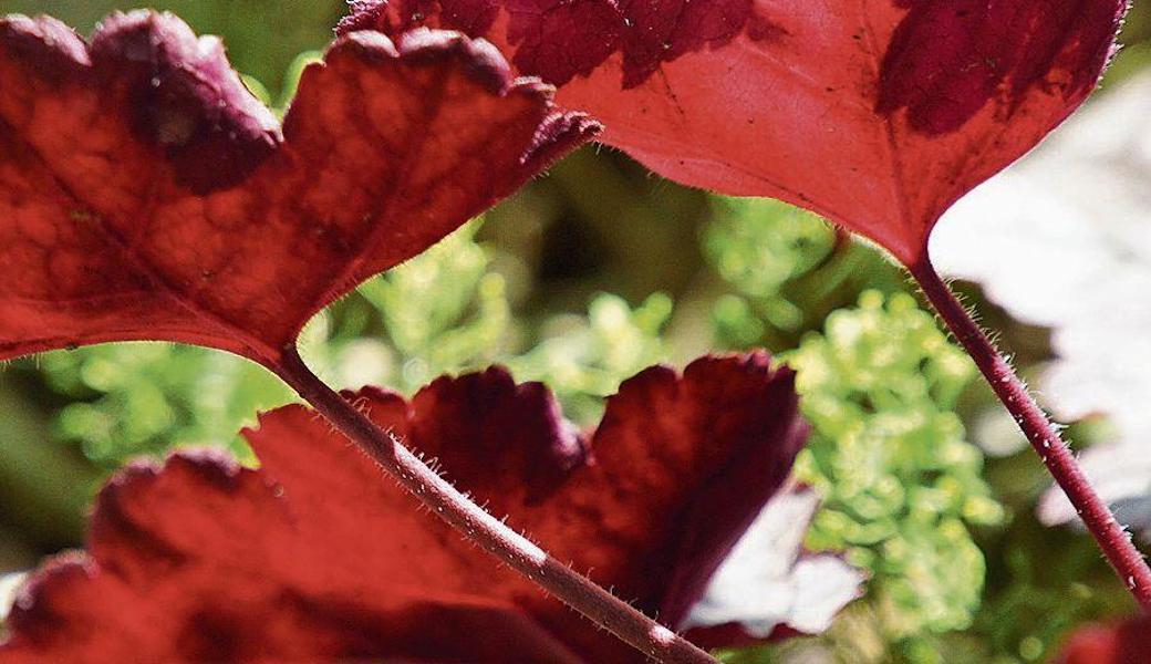 Im Abendlicht leuchten die herrlichen Farben der Heuchera besonders stark.