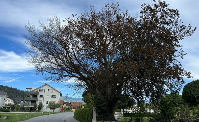 Pilzbefall: Die markante Blutbuche beim Friedhof Oberriet muss gefällt werden
