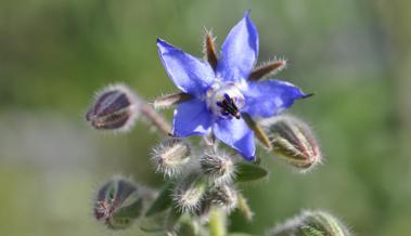 Gartentipp: Dressman unter den Kräutern