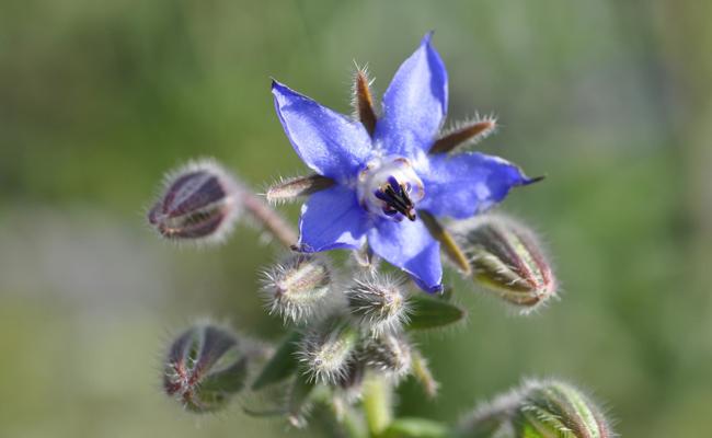 Gartentipp: Dressman unter den Kräutern