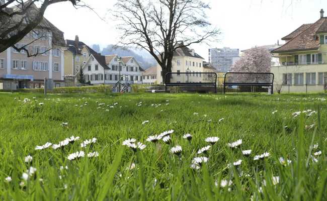 SVP und Mitte kämpfen um ihr Überleben, sie  wollen neu erblühen