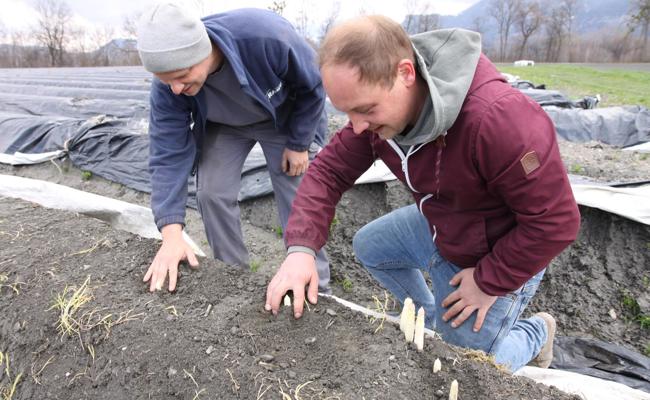 Erste Spargel gestochen