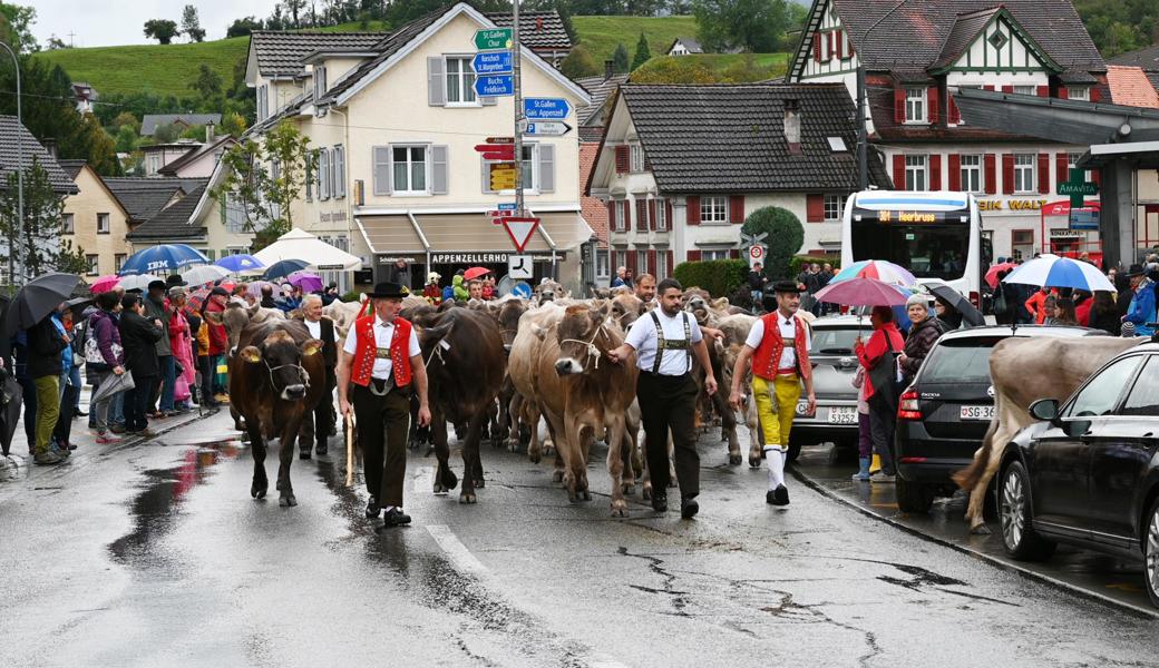 Sehenswert: Sennische Auffuhr der Herde der Familie Räss.