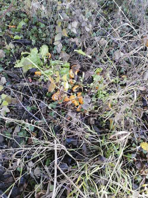 Salatrüstabfälle, Mandarinen- und Bananenschalen: im Naturschutzgebiet Moosanger entdeckt am 24.12. Salatrüstabfälle, Mandarinen- und Bananenschalen: im Naturschutzgebiet Moosanger entdeckt am 24.12.