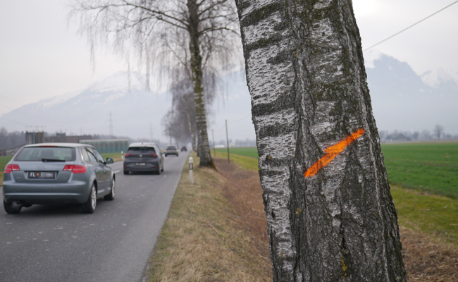 Markierte Bäume vor der Fällung: Warum Birken & Co. weichen müssen
