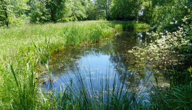 Neuer Lebensraum für gefährdete Arten und  Amphibien