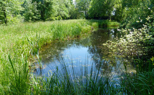 Neuer Lebensraum für gefährdete Arten und  Amphibien